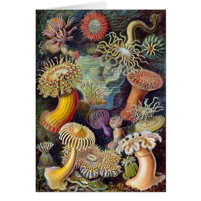 Anémone de la mer Vintage de Haeckel (Devant)