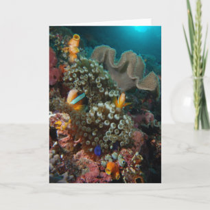 Anemone Fish Garden Kaart