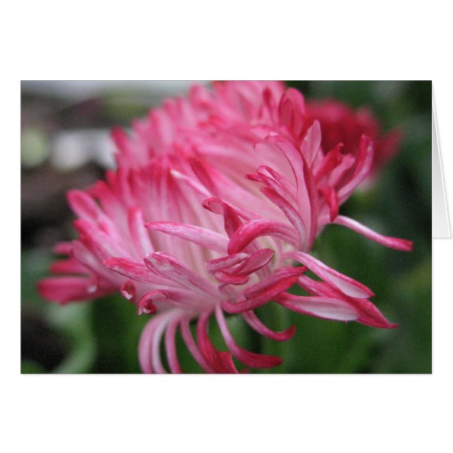 Anémone fleurissante (Devant Horizontal)