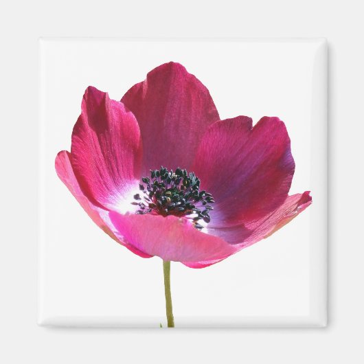 Anemone Flower Magnet Magneet (Voorkant)