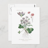 Anemone hepatica briefkaart (Voorkant / Achterkant)