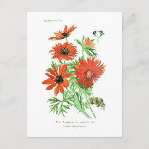 Anemone hortensis briefkaart