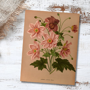 Anemone Japonica Rosea Exquisite Botanical Briefkaart