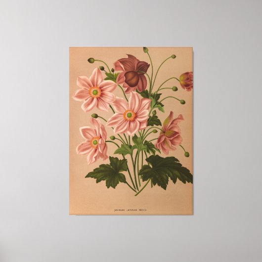 Anemone Japonica Rosea Exquisite Botanical Canvas Afdruk (Voorkant)