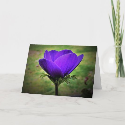 Anemone, kaart (Voorkant)