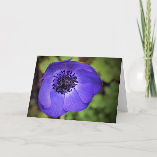 Anemone, kaart (Voorkant)