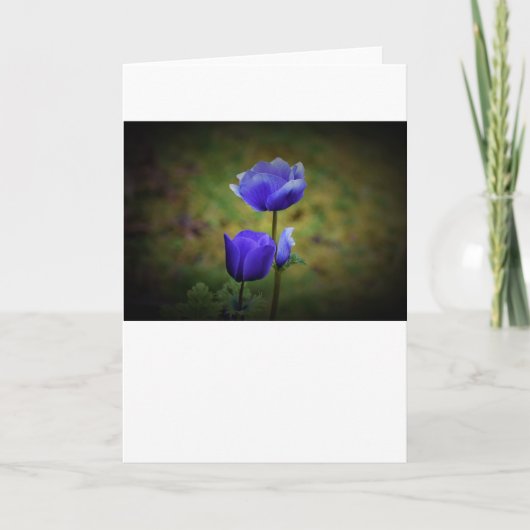 Anemone, kaart (Voorkant)