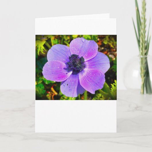 Anemone, kaart (Voorkant)