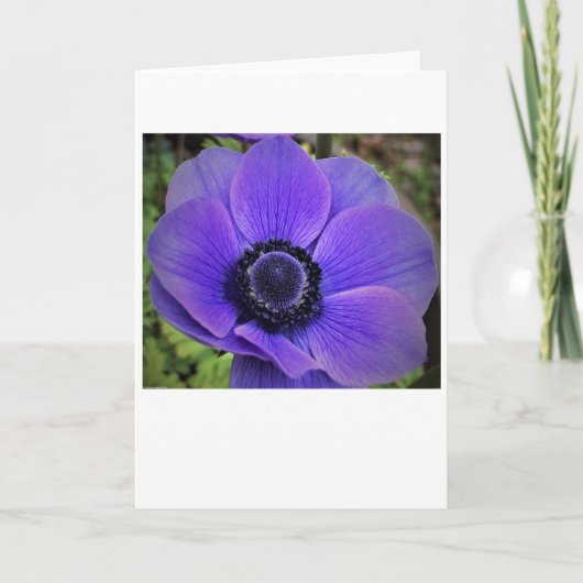 Anemone, kaart (Voorkant)