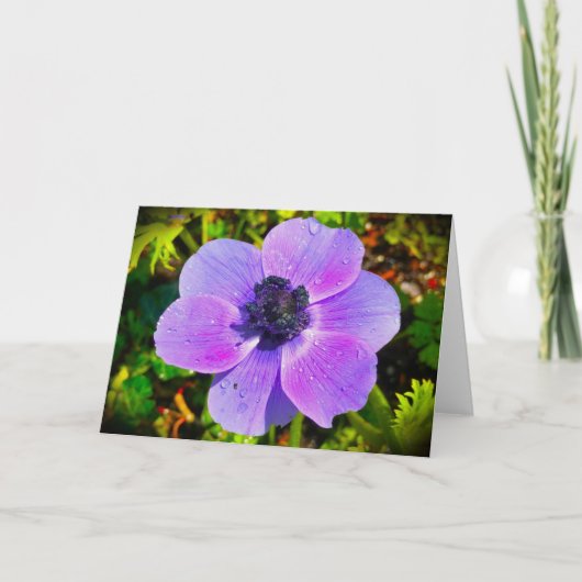 Anemone, kaart (Voorkant)