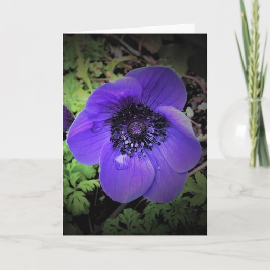 Anemone, kaart (Voorkant)