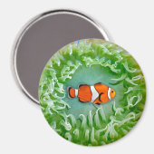 Anemone Magnet Magneet (Voorkant / Achterkant)