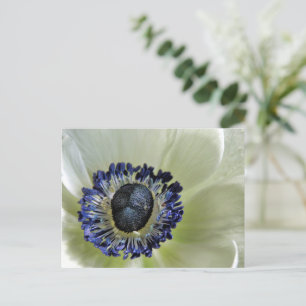 Anemone Mistral Panda Briefkaart