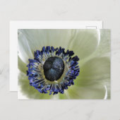 Anemone Mistral Panda Briefkaart (Voorkant / Achterkant)