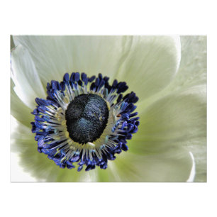 Anemone Mistral Panda Foto Afdruk