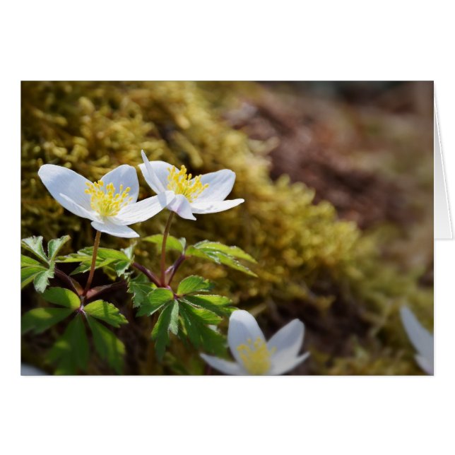 Anemone nemorosa-windbloem (Voorkant Horizontaal)