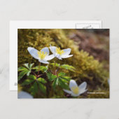 Anemone nemorosa-windbloem briefkaart (Voorkant / Achterkant)