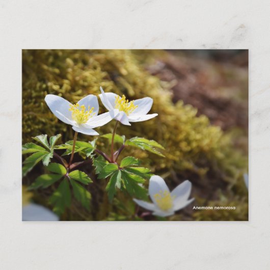 Anemone nemorosa-windbloem briefkaart (Voorkant)