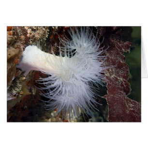 Anémone plumeuse (Metridium farcimen)