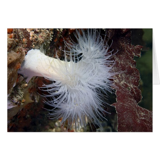 Anémone plumeuse (Metridium farcimen) (Devant horizontal)