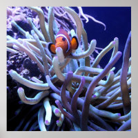 Anemone Poster