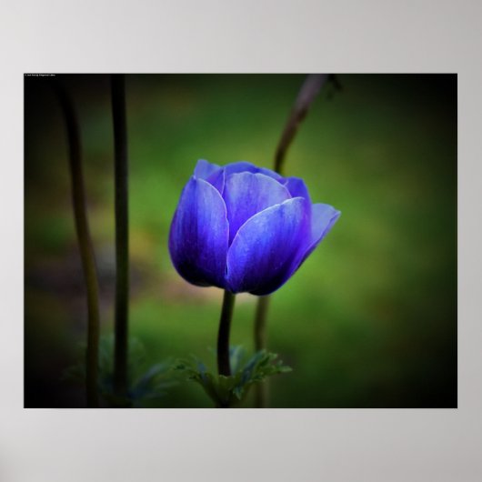 Anemone Poster (Voorkant)