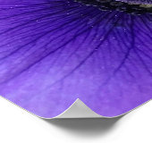 Anemone Poster (Hoek)