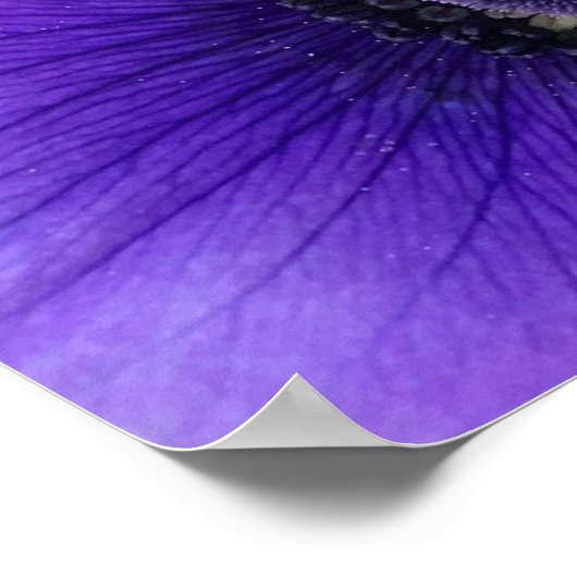 Anemone Poster (Hoek)