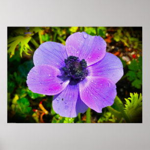 Anemone Poster
