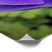 Anemone Poster (Hoek)