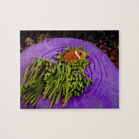 Anemonefish en grote anemon legpuzzel (Horizontaal)