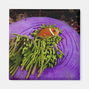 Anemonefish en grote anemon magneet