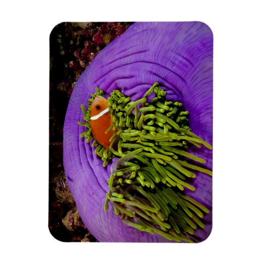 Anemonefish en grote anemon magneet (Verticaal)