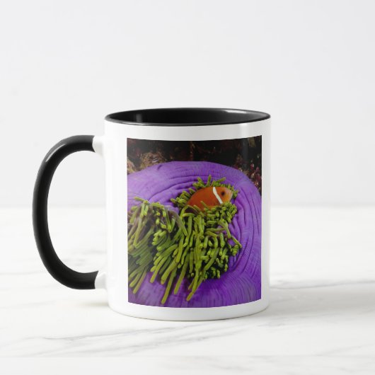 Anemonefish en grote anemon mok (Links)