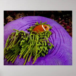 Anemonefish en grote anemon poster