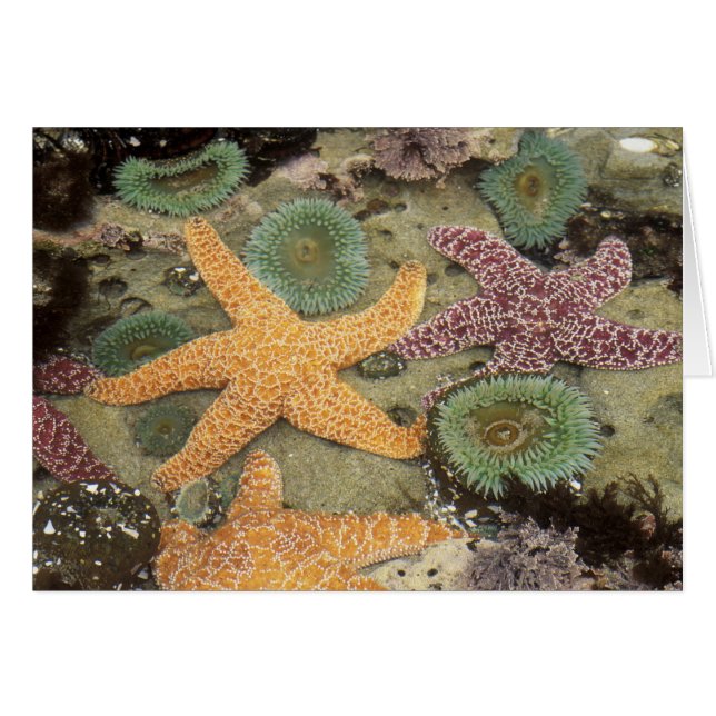 Anémones géantes vertes et étoiles de mer ocres (Devant horizontal)