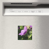 Anemones Magnet (In Situ (Lave-vaisselle))
