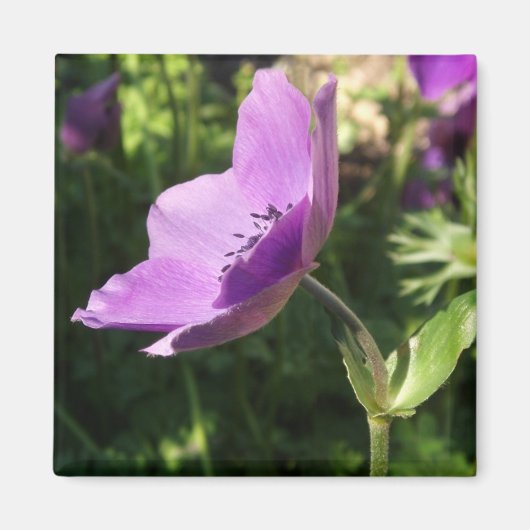 Anemones Magnet (Devant)