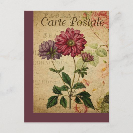 Anémonique de la carte postale vintage (Devant)