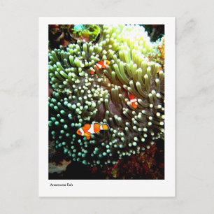 Anemonvis briefkaart