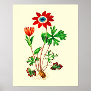 Anemoon Bloem Vintage Ster Poster