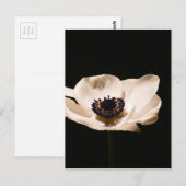 Anemoonbloem Briefkaart (Voorkant / Achterkant)