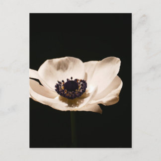 Anemoonbloem Briefkaart