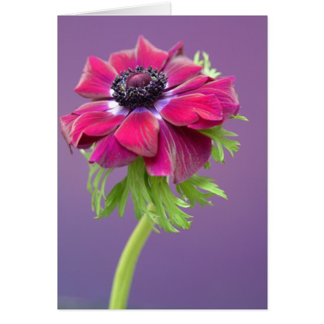 anenome pourpre (Devant)