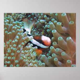 Anenomefish at Home Poster