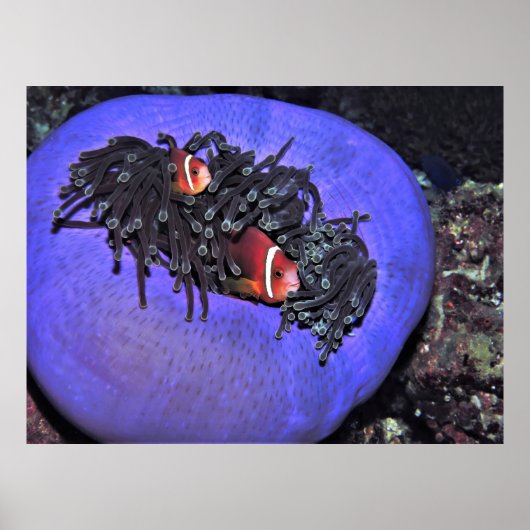 Anenomefish in Anenome Poster (Voorkant)