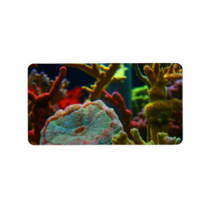 anenoom zoutwater afbeelding coral aquarium etiket