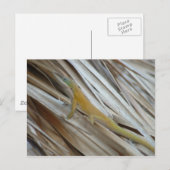 Aneole Lizard Briefkaart (Voorkant / Achterkant)