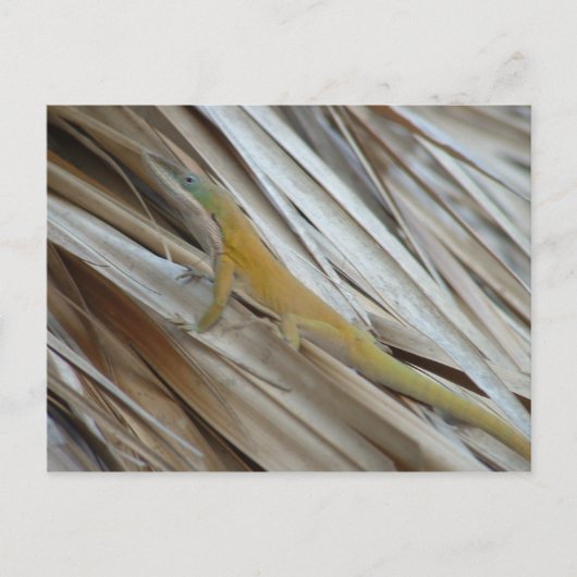Aneole Lizard Briefkaart (Voorkant)