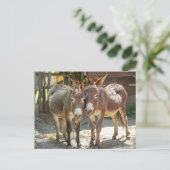 Ânes amoureux Carte postale (Debout devant)